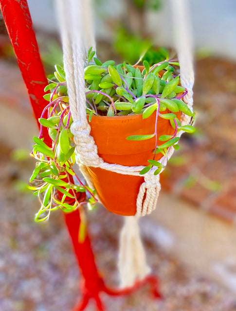 Macremé Plant Hanger